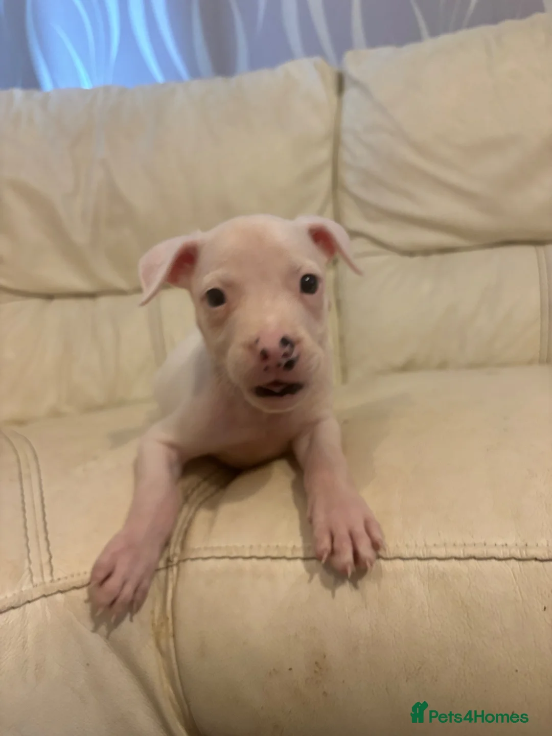 Mixed Breed dogs for sale: 2 white boy pups  in Preston - Advert 2