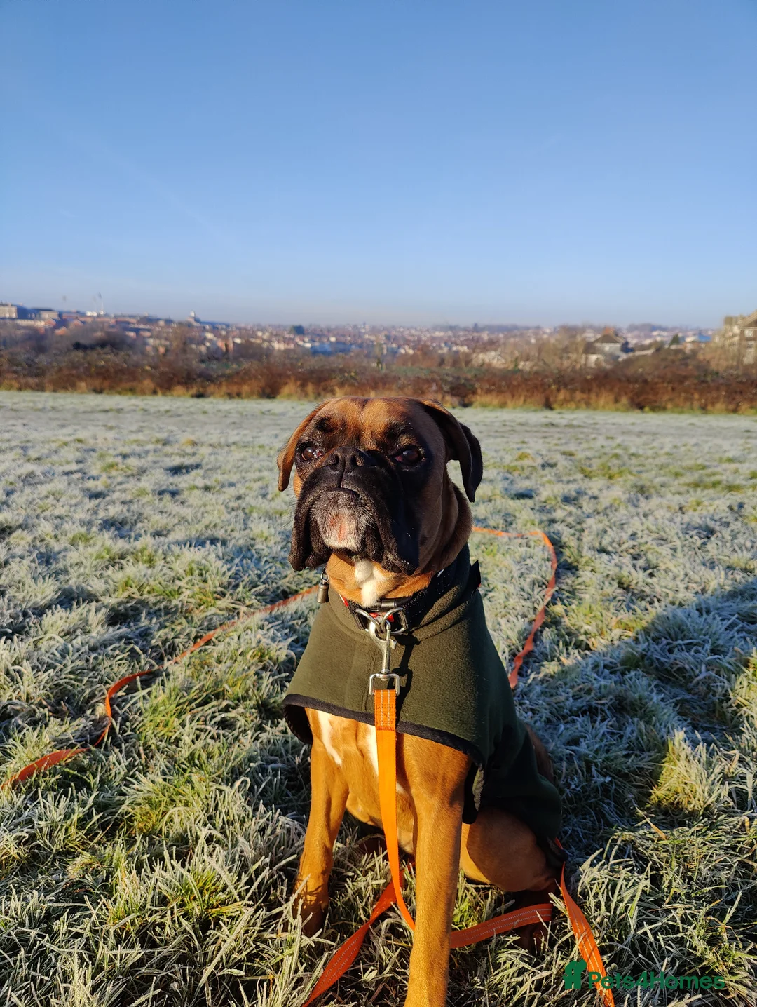 Boxer dogs for sale: Boxer, Red, KC Registered, 1 Year Old  - Advert 2