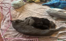 British Shorthair cats for sale: 1 Grey and 2 Black kittens - Image 10