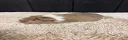 Guinea Pig rodents for sale: Baby Guinea pigs - Advert 13