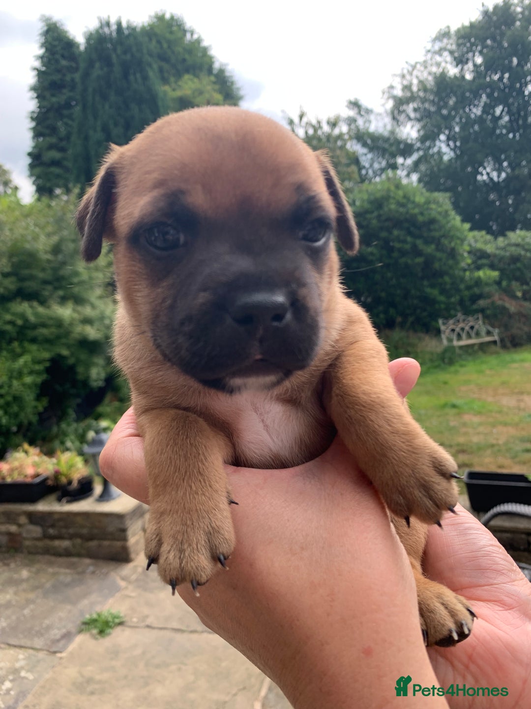 Staffordshire Bull Terrier dogs for sale: Stunning Red Staffy puppies KC top bloodlines - Image 12