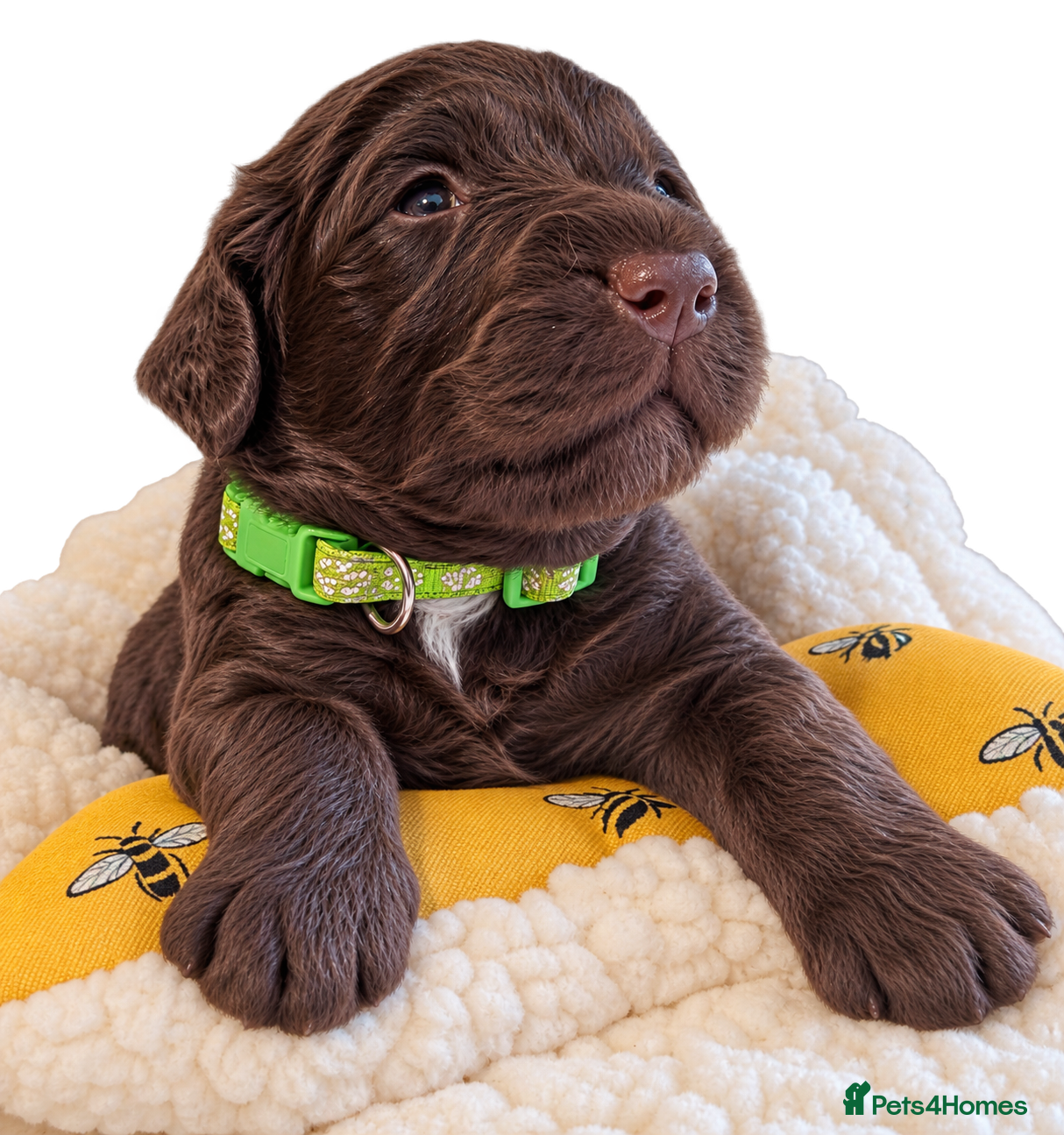 Mixed Breed dogs Beautiful Sproodle Puppies - Advert 2