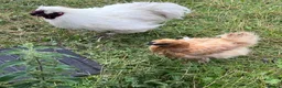 Chickens poultry for sale: Pure bred Silkie Pullets - Advert 5