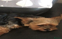 Yorkiepoo dogs for sale: Yorkiepoo cockapoo  - Image 4