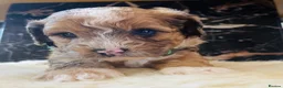 Shihpoo dogs for sale: Rare PRA clear health tested Shihpoo x Puppies  - Advert 1