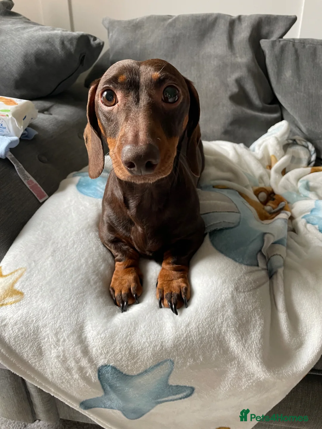 Miniature Dachshund dogs for sale: Miniature dachshund female - Advert 1