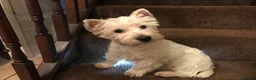 West Highland Terrier dogs for stud: 3 Stud Dogs available in Doncaster - Advert 5
