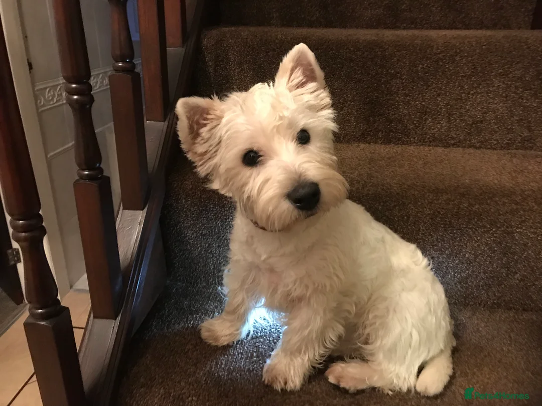 West Highland Terrier dogs for stud: 3 Stud Dogs available in Doncaster - Advert 5