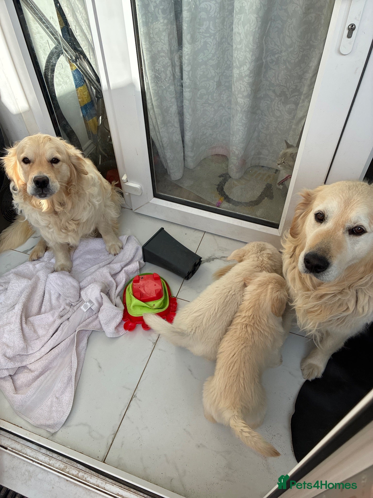 Golden Retriever dogs Two amazing ladies ready for new home - Advert 2