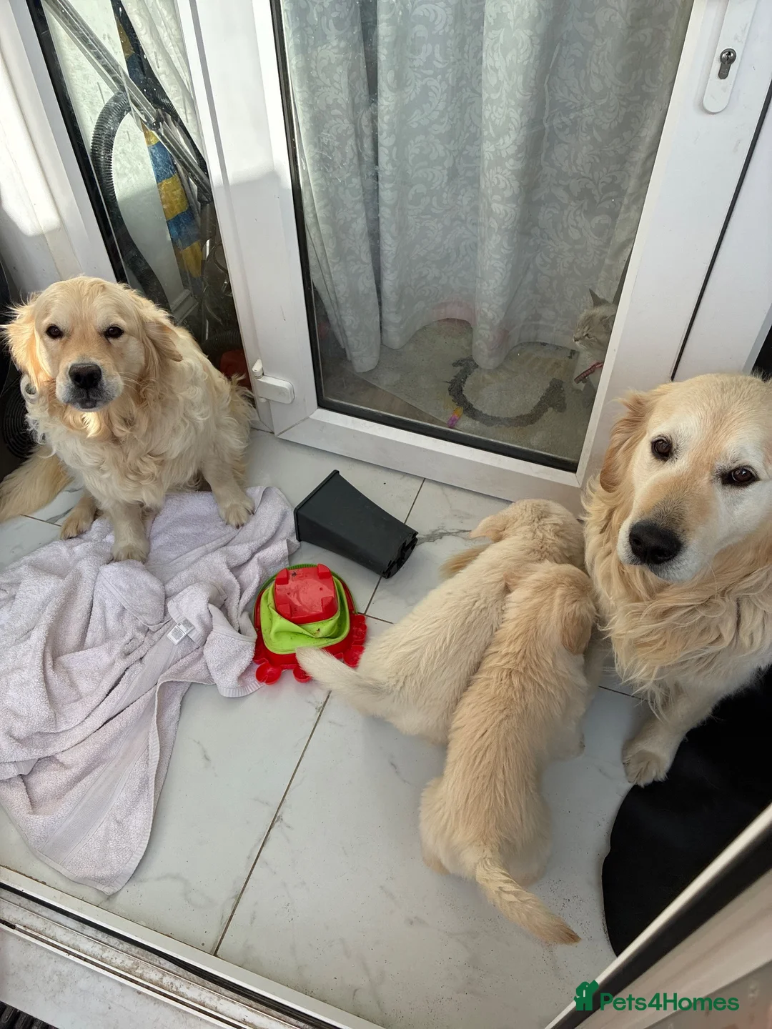 Golden Retriever dogs for sale: Two amazing ladies ready for new home - Advert 2