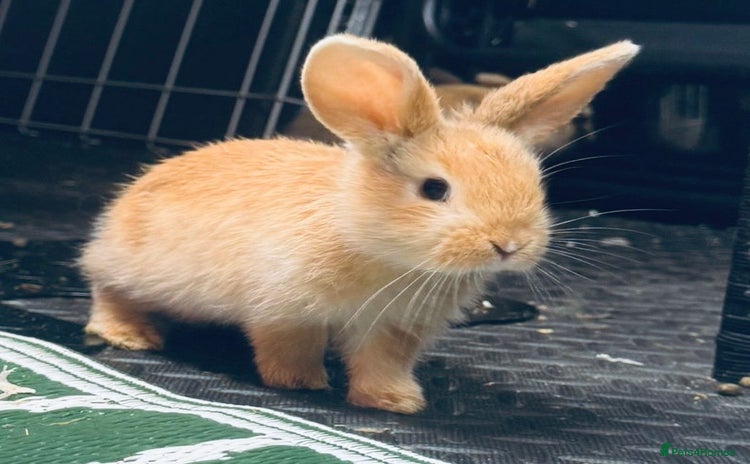 Mini Lop rabbits - Advert 1