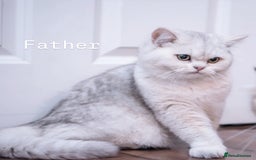 British Shorthair cats for sale: Silver pedigree kittens  - Image 5