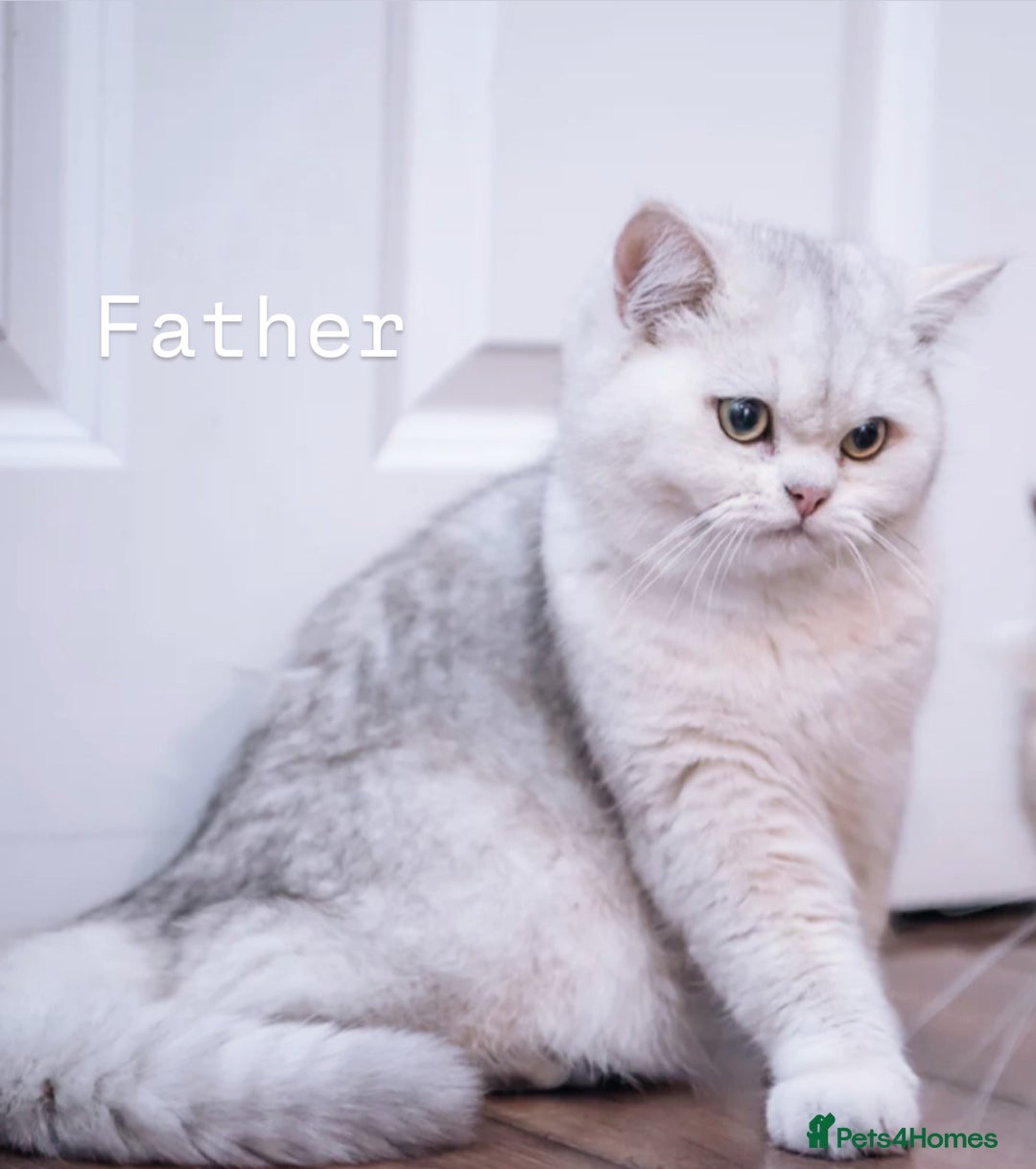 British Shorthair cats for sale: Silver pedigree kittens  - Image 5