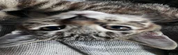 Mixed Breed cats for sale: Affectionate black and bengal mix Kittens - Advert 4