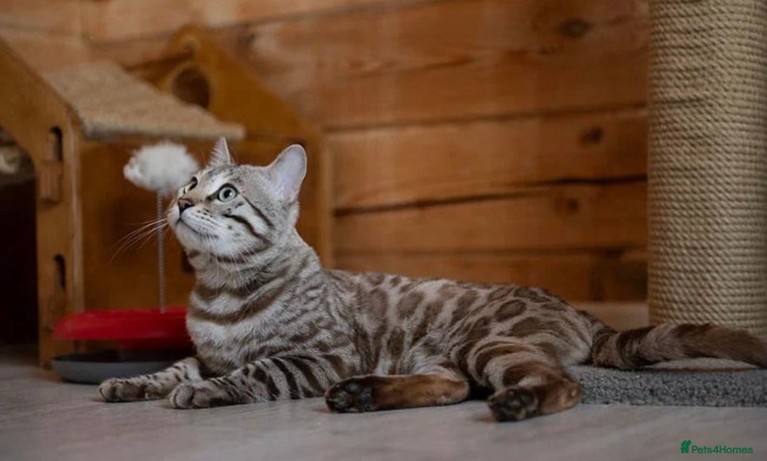 Bengal cats for sale: 🤎 WORLD CLASS BENGAL KITTENS 🤎 - Image 20