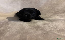 Mixed Breed dogs for sale: Gorgeous Puppies for sale - Image 3