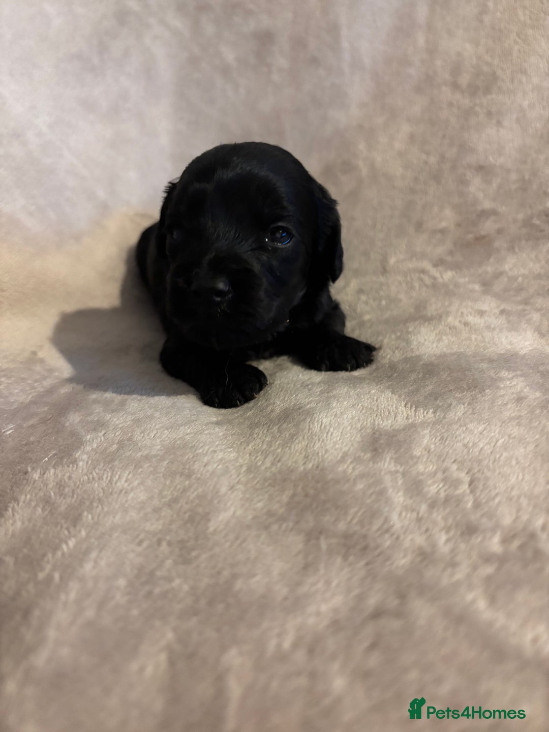 Mixed Breed dogs for sale: Gorgeous Puppies for sale - Image 3