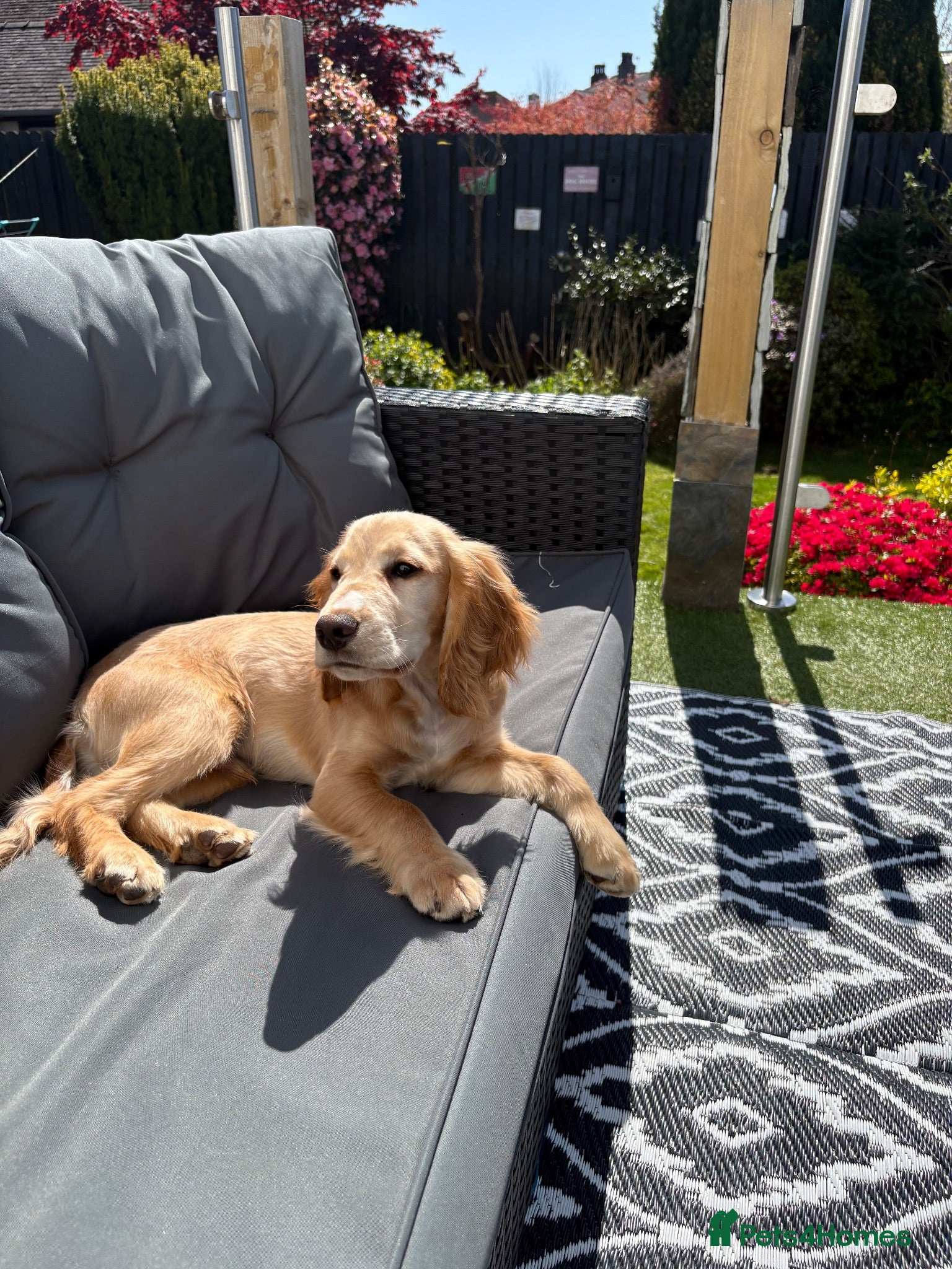 Cocker Spaniel dogs Beautiful 7 month old dog  - Advert 2