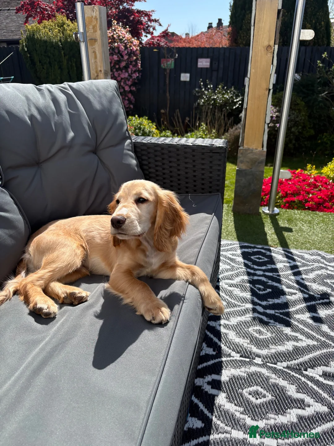 Cocker Spaniel dogs for sale: Beautiful 7 month old dog  - Advert 1