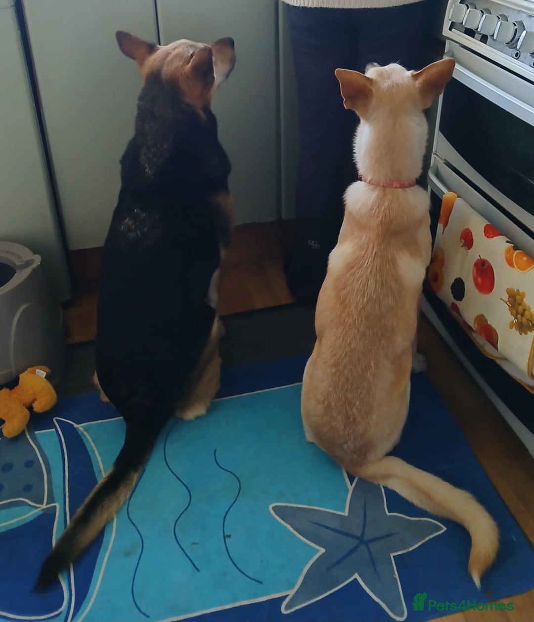 Mixed Breed dogs for adoption: Brooklyn is ready to steal your heart - Advert 5