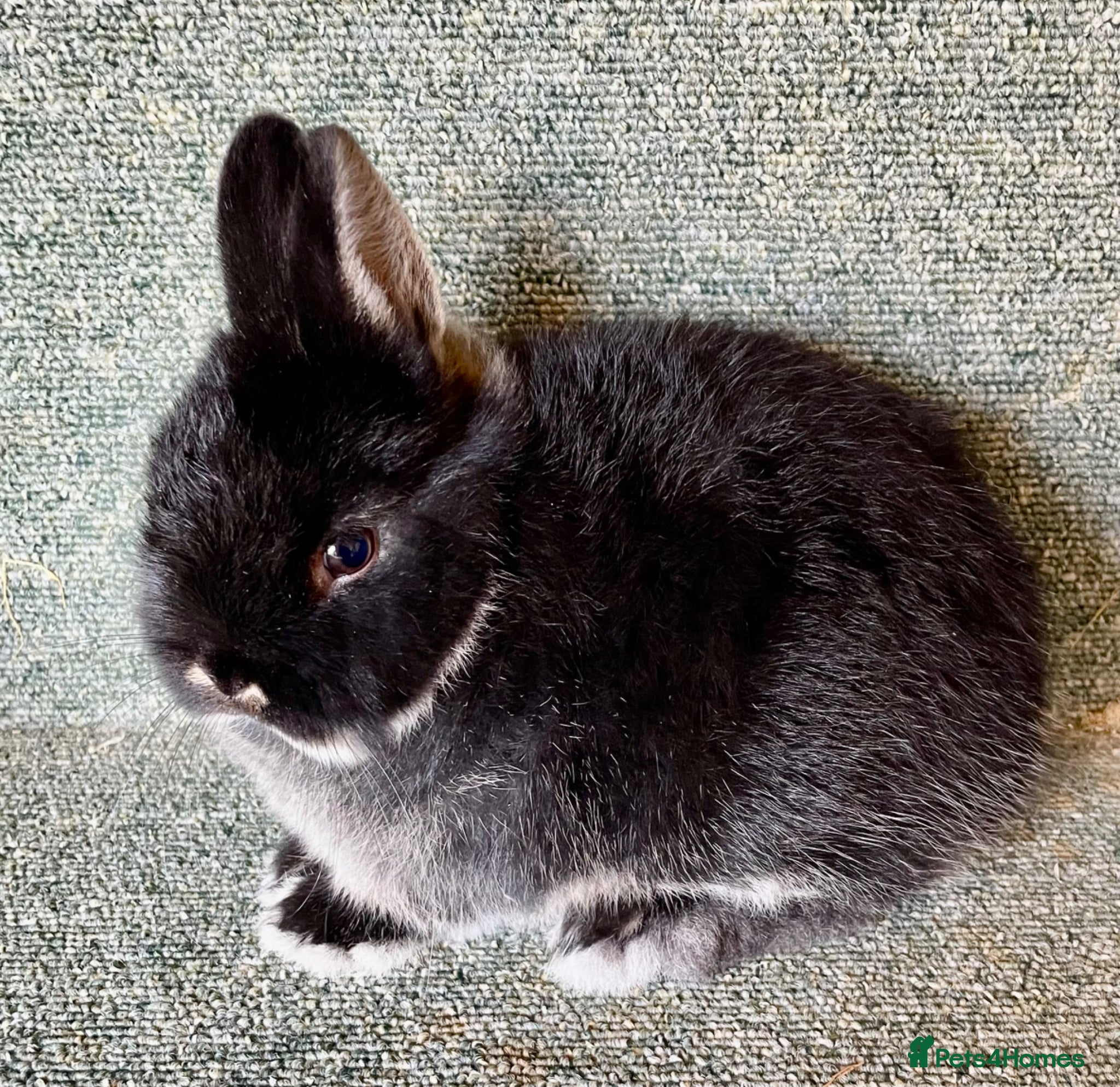 Netherland Dwarf rabbits Sweet Netherland Dwarf baby boy - Advert 2