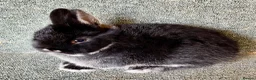 Netherland Dwarf rabbits for sale: Sweet Netherland Dwarf and Mini lop baby boys - Advert 5