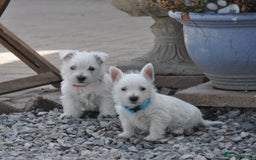 West Highland Terrier dogs for sale: West Highland terrier Puppies - Image 1