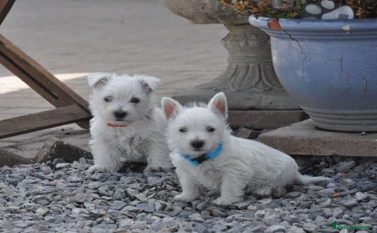 West Highland Terrier dogs - Advert 14