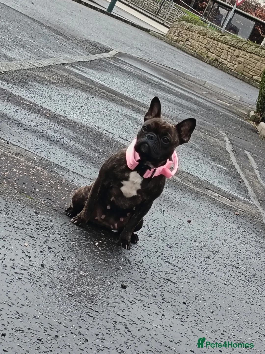 French Bulldog dogs for sale: Gorgeous  litter of 6 french  bull dog puppies  - Advert 1