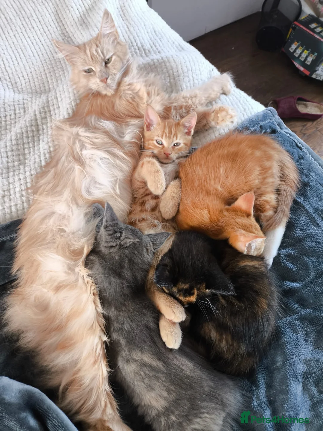 Mixed Breed cats for sale: Kittens to good homes in London - Advert 7