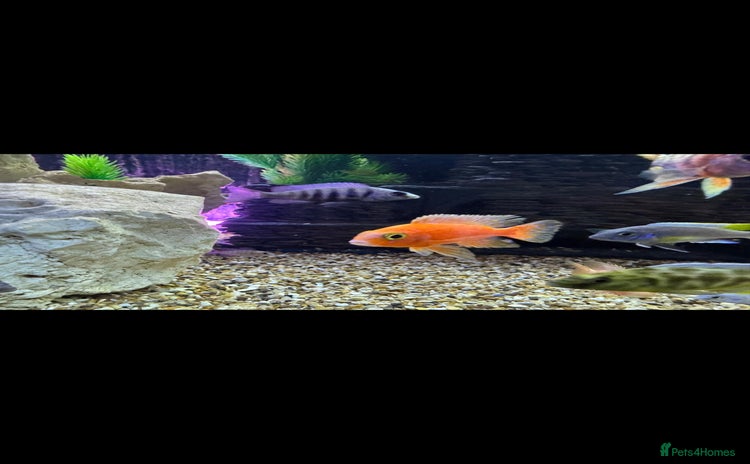 Cichlids fish - Advert 1
