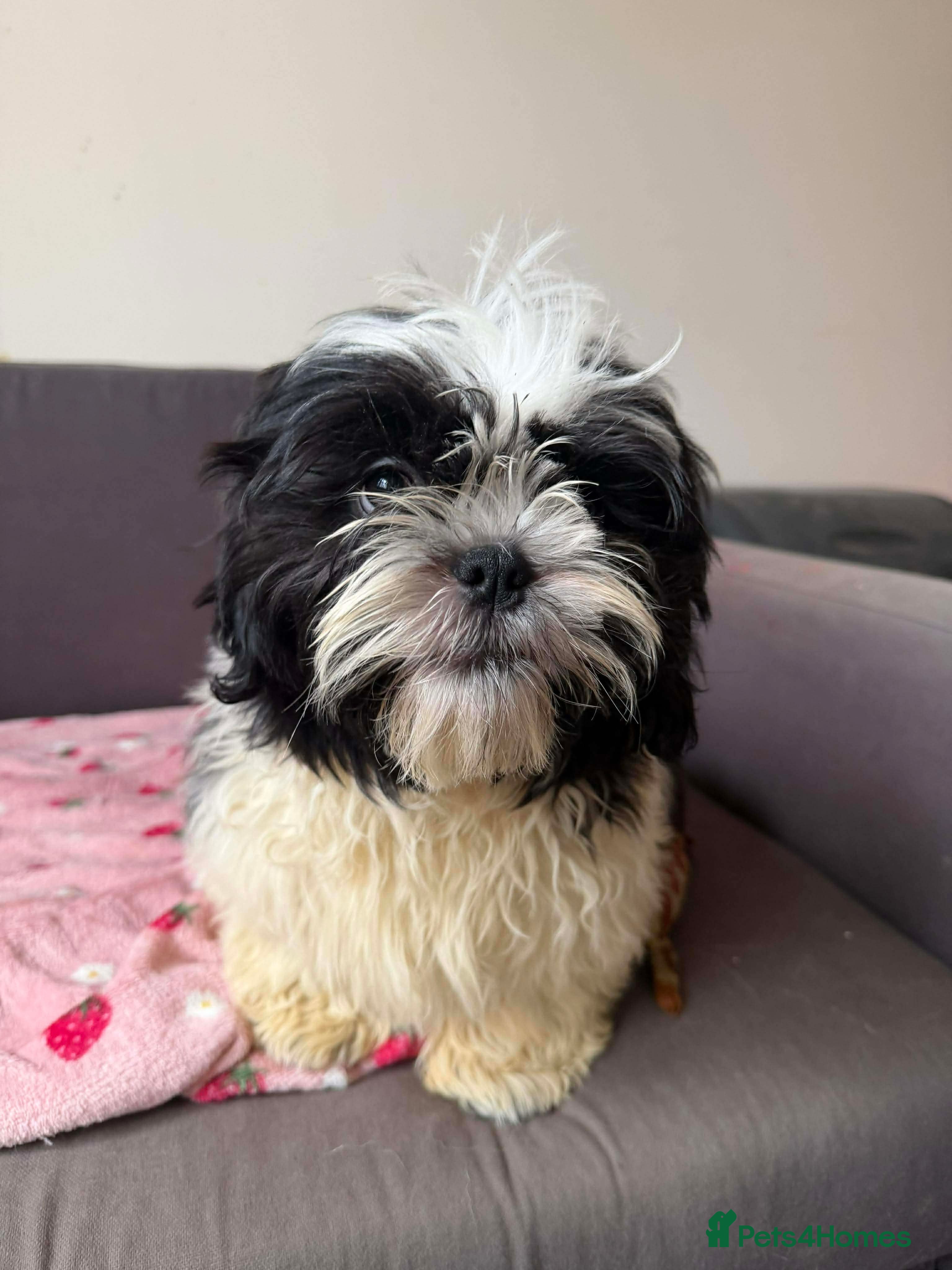 Shih Tzu dogs Male Shih Tzu - Advert 3