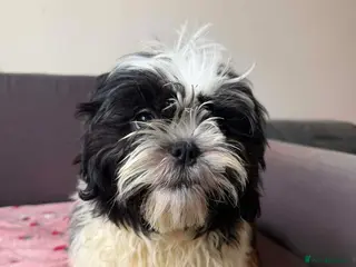 Shih Tzu dogs Male Shih Tzu - Advert 1