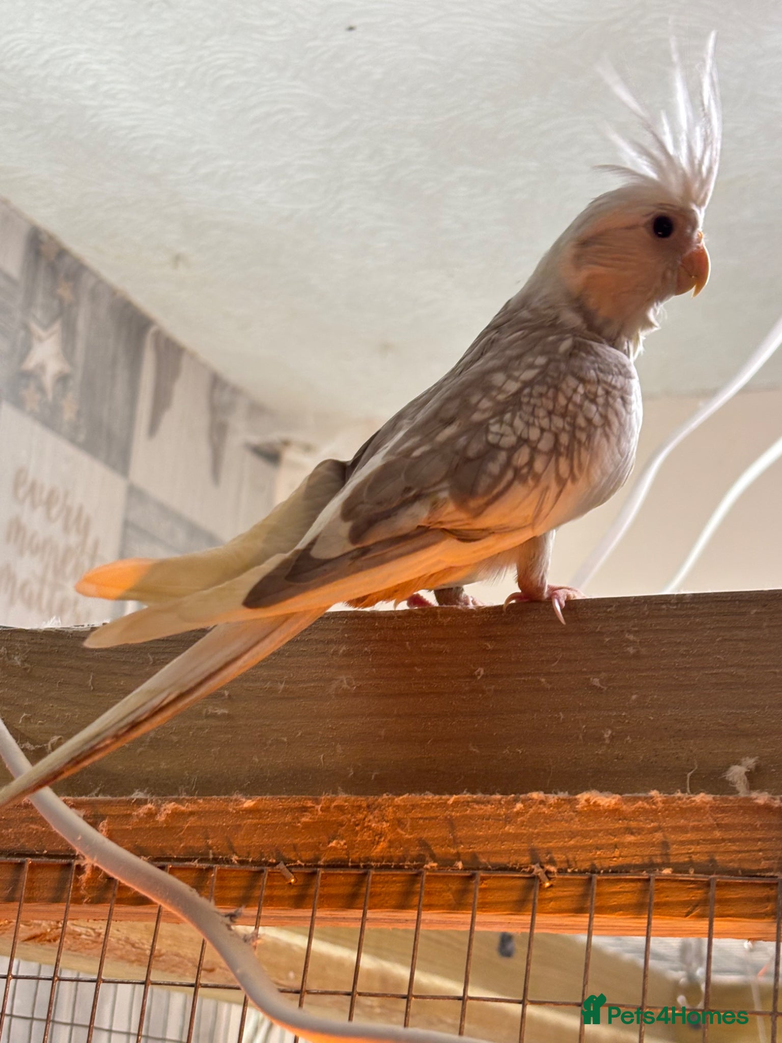 Cockatiels birds Hand reared baby cockatiels - Advert 2