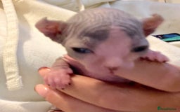 Sphynx cats for sale: Beautiful blue litter of Sphynx kittens - Advert 6