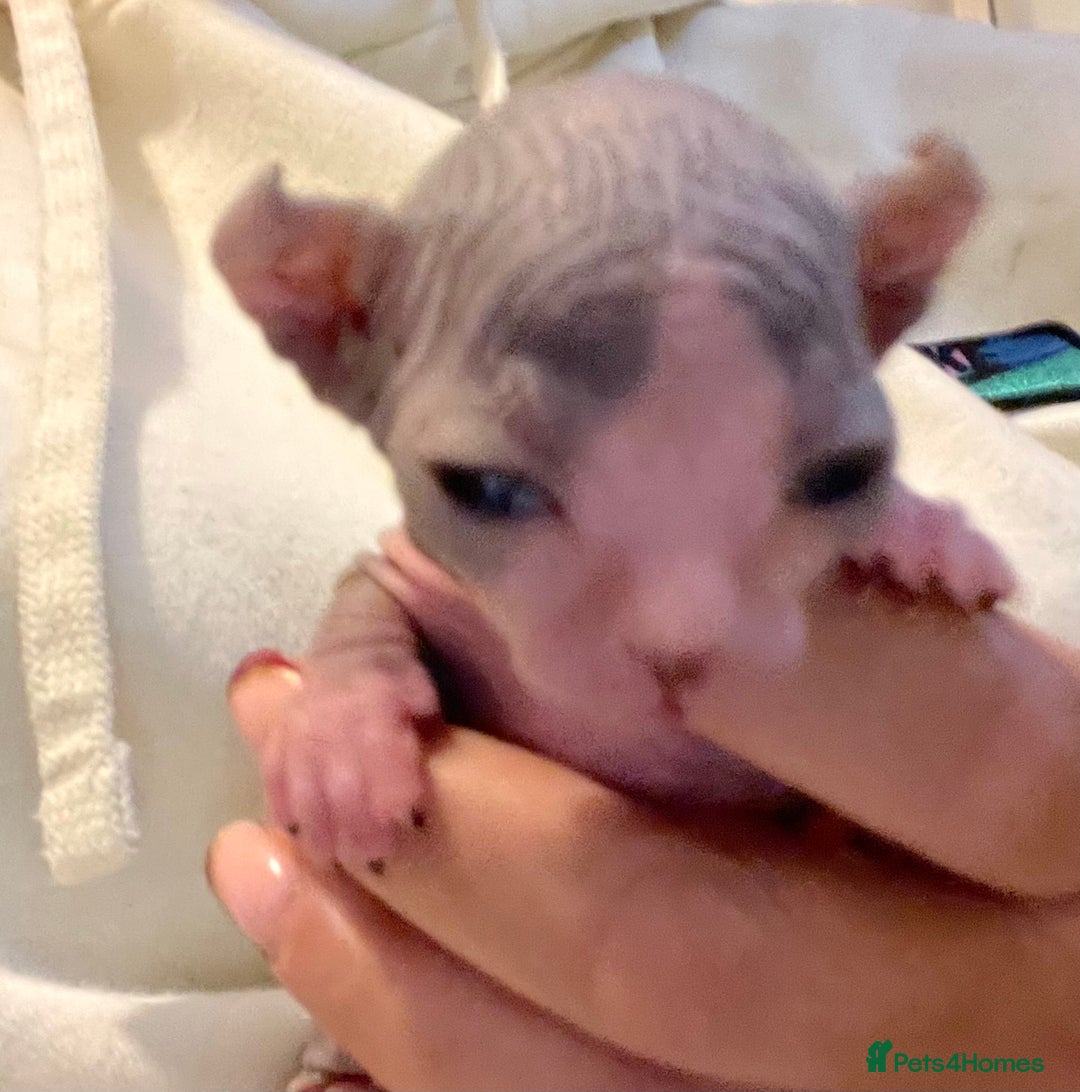 Sphynx cats for sale: Beautiful blue litter of Sphynx kittens - Advert 6