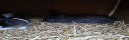 Mixed Breed rabbits for sale: Baby bunnies Dutch cross lop  - Advert 4