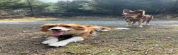 Border Collie dogs for sale: Stuuning border collie puppies for sale  in Ballymena - Advert 20