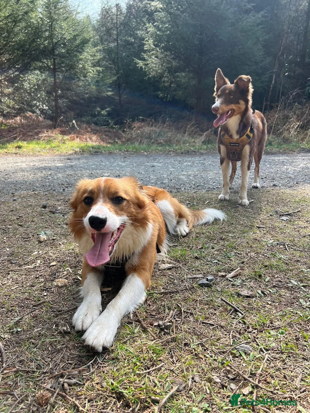 Border Collie dogs for sale: Stuuning border collie puppies for sale  in Ballymena - Advert 20