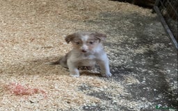 Border Collie dogs for sale: Red/Brown Merle Border Collie Pups - Image 7