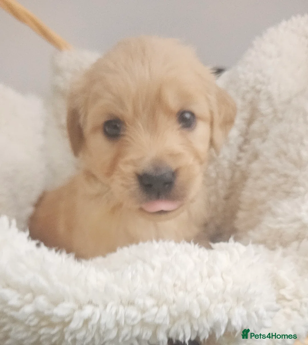 Golden Retriever dogs for sale: Amazing shades long awaited litter - Advert 25