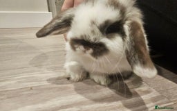 Mini Lop rabbits for sale: Pure Breed Mini Lop Bunnies . 2 boys left ! - Image 2
