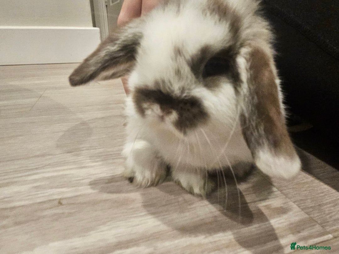 Mini Lop rabbits for sale: Pure Breed Mini Lop Bunnies . 2 boys left ! - Image 2