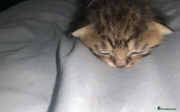 Mixed Breed cats for sale: beautiful kittens  - Image 23