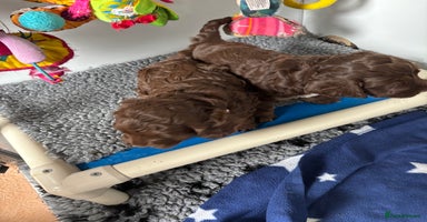 Cockapoo dogs - Advert 4