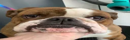 English Bulldog dogs for sale: 6 year old English bulldog girls  - Advert 3