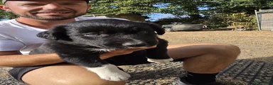 Border Collie 2