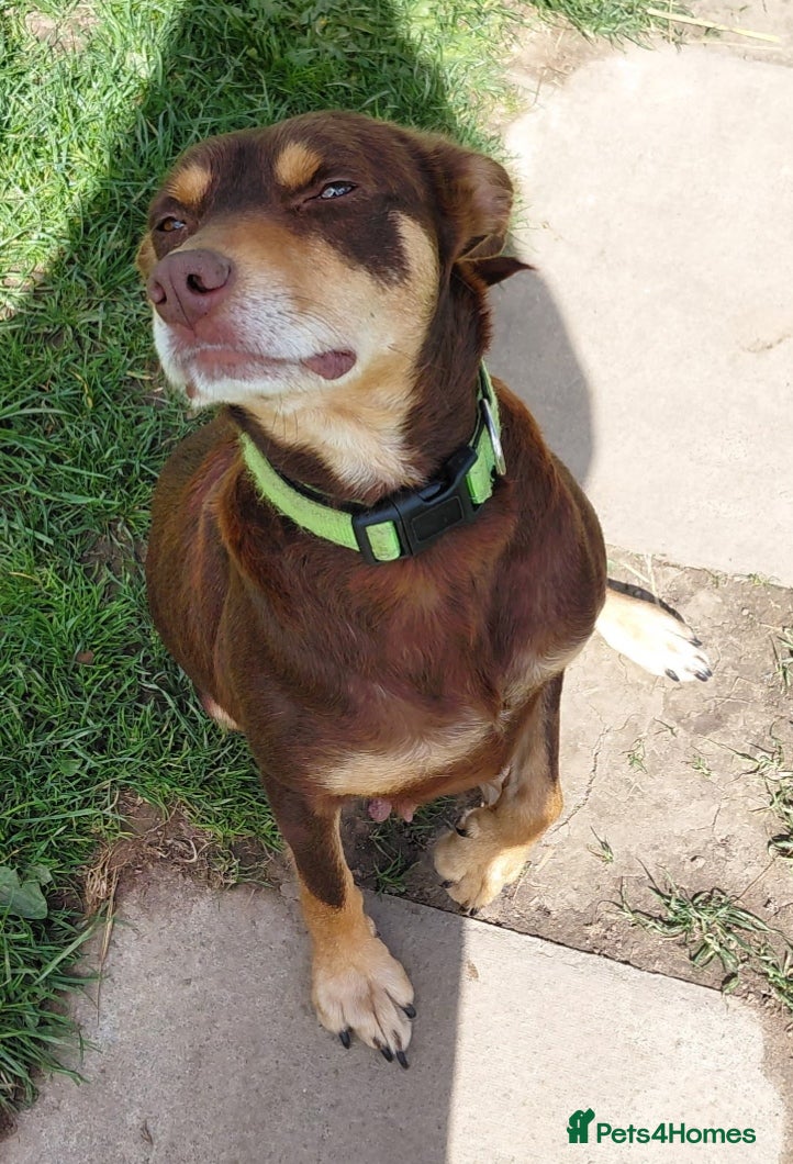 Mixed Breed dogs 8 beautiful kelpie x collie puppies - Advert 2