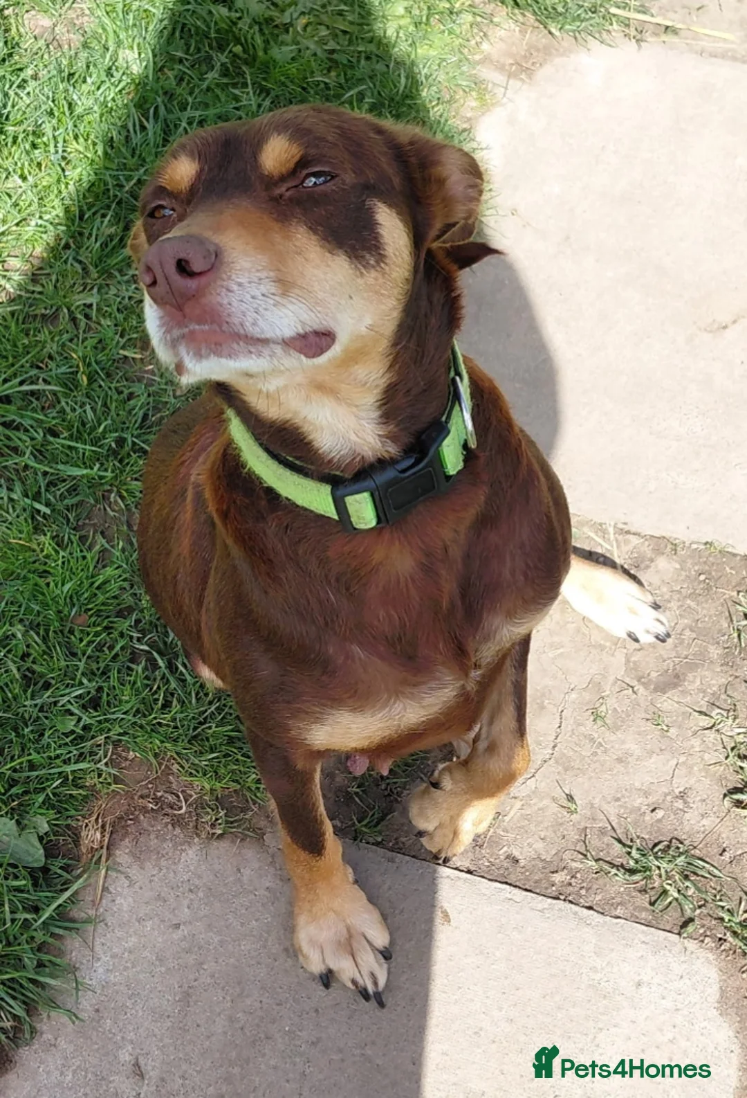 Mixed Breed dogs for sale: 8 beautiful kelpie x collie puppies - Advert 1