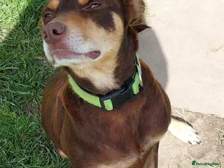 Mixed Breed dogs 8 beautiful kelpie x collie puppies - Advert 2